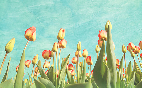 red and yellow tulips flower thumbnail