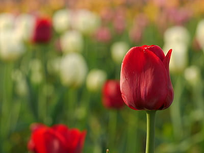 selective focus photography of red tulip flower thumbnail