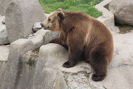 brown bear on rock thumbnail