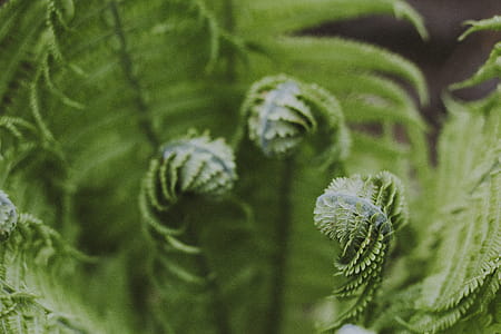 Close-up Photography of Green Fern Plant thumbnail