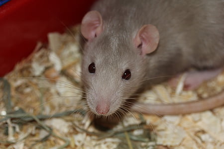 gray mouse with red eyes and pink nose thumbnail