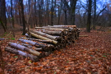cut logs surround by trees thumbnail