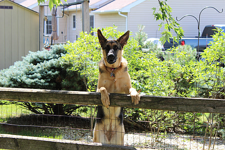 adult black and tan German shepherd standing on fence thumbnail