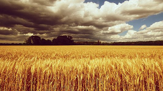 brown field under white clouds thumbnail