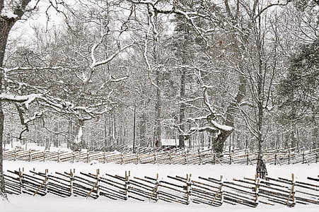 Snow Covered Forest thumbnail