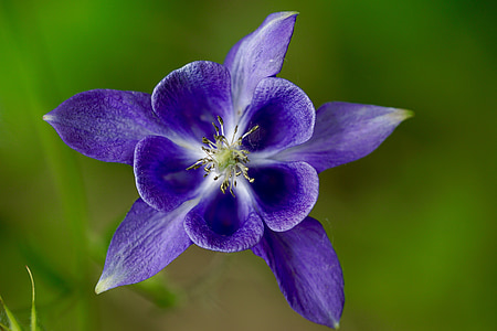 blue columbine flower thumbnail