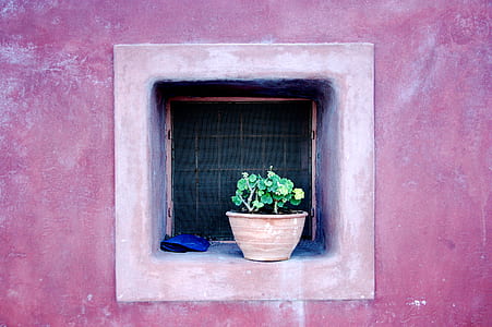 green rubber plant on wall thumbnail