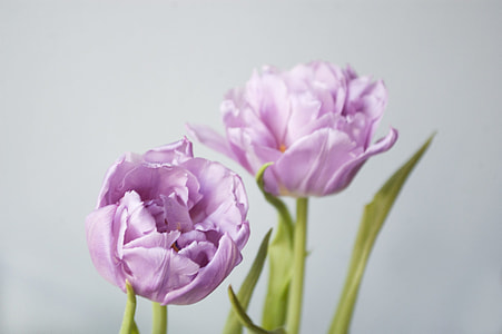 close-up photo of pink flowers thumbnail