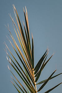 tilt-shift lens photo of green palm leaf thumbnail