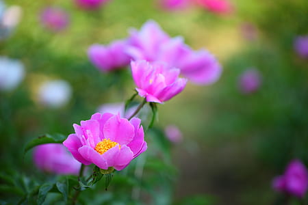 shallow focus photography of pink flower thumbnail