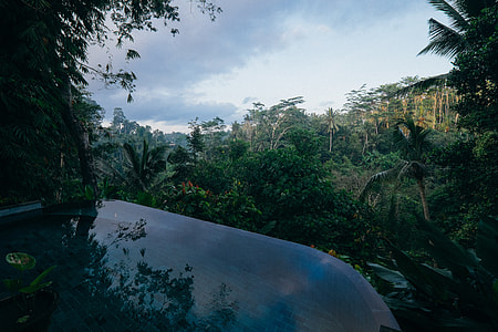 swimming pool beside green leaf trees thumbnail