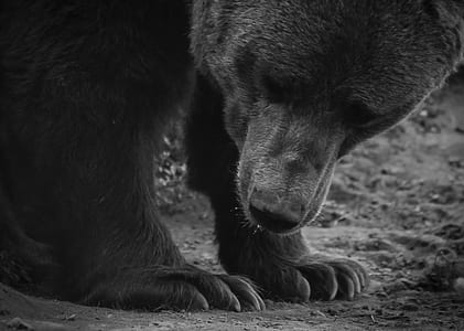 grayscale photography of bear thumbnail