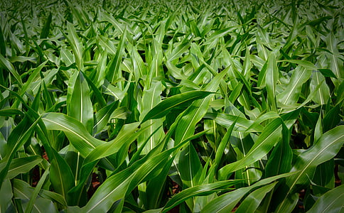 green corn field thumbnail