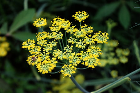 selective focus photography of yellow petaled flower thumbnail