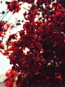 closeup photo of red petaled flowers thumbnail