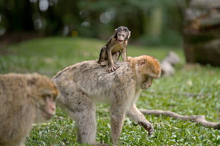 baby primate riding on back of mother primate thumbnail