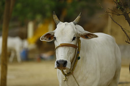 selective focus photography of white cattle thumbnail