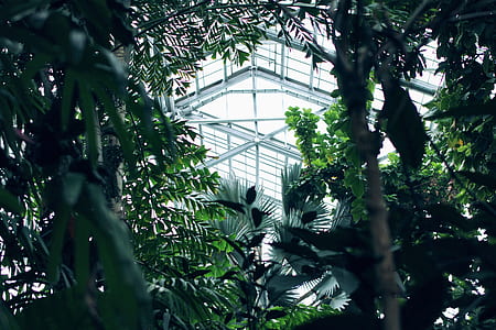 green leafed trees thumbnail