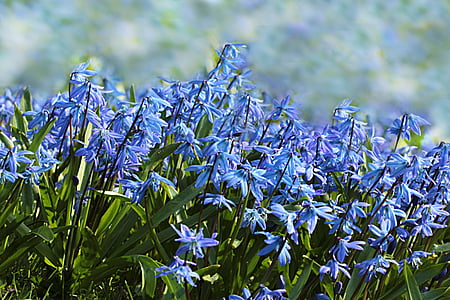blue petaled flowers on green grass at bloom thumbnail