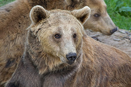 selective focus photography of grizzly bear thumbnail