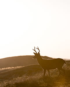 silhouette photo of deer on grass field near mountain thumbnail