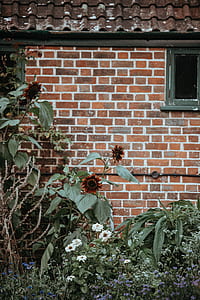 brown and orange petaled flowers outside thumbnail