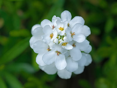 white flower thumbnail