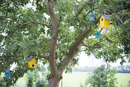 hanged assorted-color nest boxes on tree thumbnail