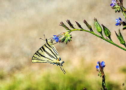 tiger swallowtail butterfly perching on blue flower thumbnail