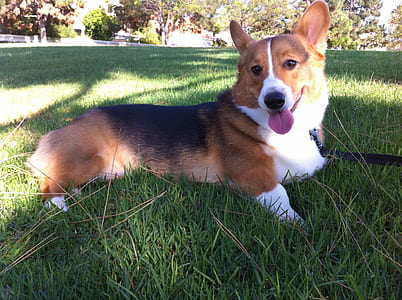 adult Pembroke Welsh corgi lying on lawn thumbnail