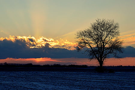 silhouette of tree during daytime thumbnail