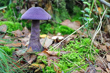 purple mushroom on green leaf plant at day time thumbnail