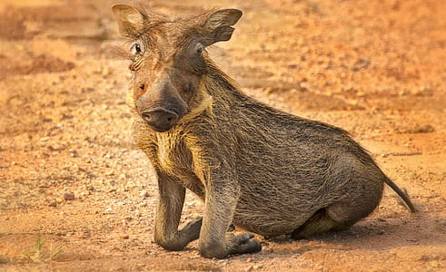 gray wild boar thumbnail