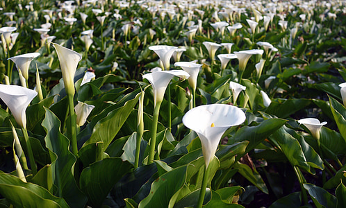 white laceleaf garden thumbnail