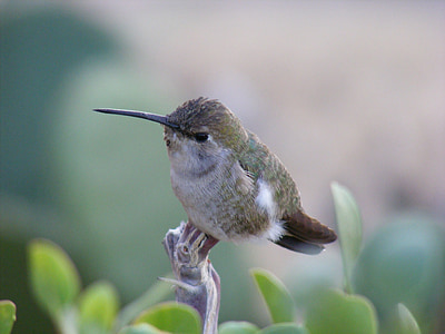 white and gray hummingbird thumbnail