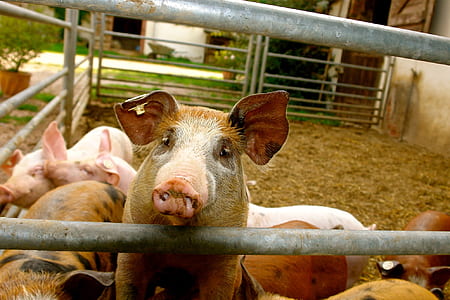 group of pigs thumbnail
