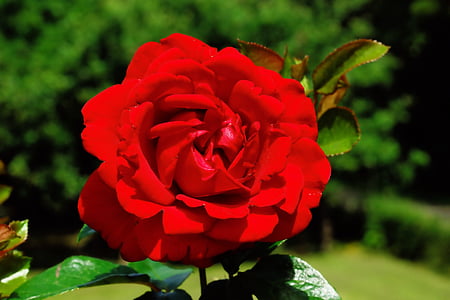 selective focus of red rose outdoor thumbnail