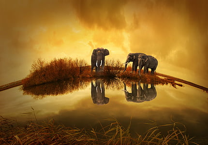 photography of three elephants under clouds thumbnail