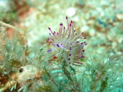pink petaled flower thumbnail