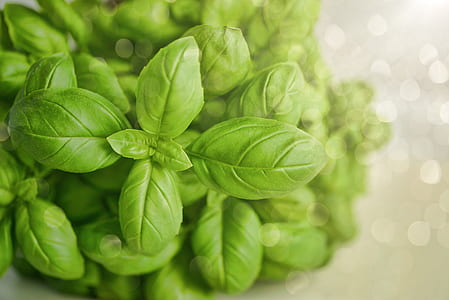 green leaf thumbnail