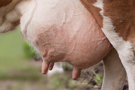 closeup of cow breast thumbnail