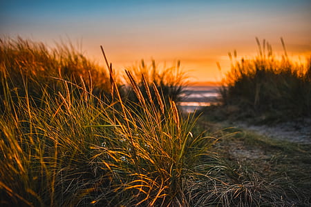 Green Grass Beside Sea thumbnail