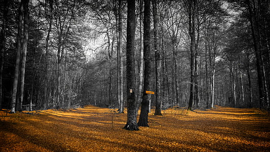 selective focus photography of tree trunks thumbnail