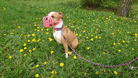 Amstaff, Dog thumbnail