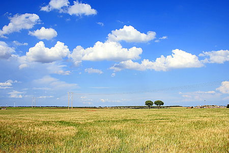green grass field near trees and transmission tower thumbnail