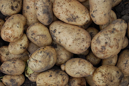 bunch of potatoes thumbnail