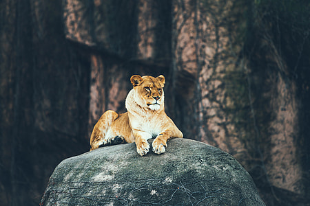 brown lioness laying on top of gray rock thumbnail
