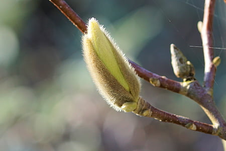 green flower bud in closeup photography thumbnail