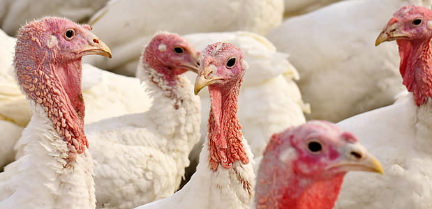 flock of white turkeys thumbnail