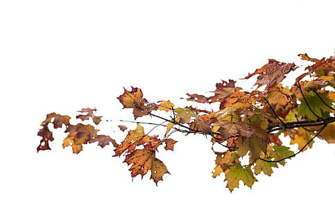 Maple Leaves Changing Color Photo thumbnail